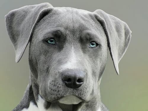 Are all puppies born with blue eyes? 
A close-up photo of a cute dog with piercing blue eyes and floppy ears, looking directly at the camera with a friendly expression.