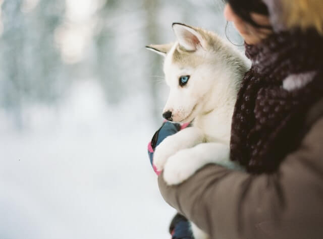 Are all puppies born with blue eyes? 
A close-up of a beautiful Siberian Husky being held by its proud owner in the snow, with a blurry background of more snow-covered trees and bushes.